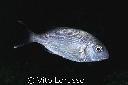 Fishs - Pagellus erythrinus by Vito Lorusso 